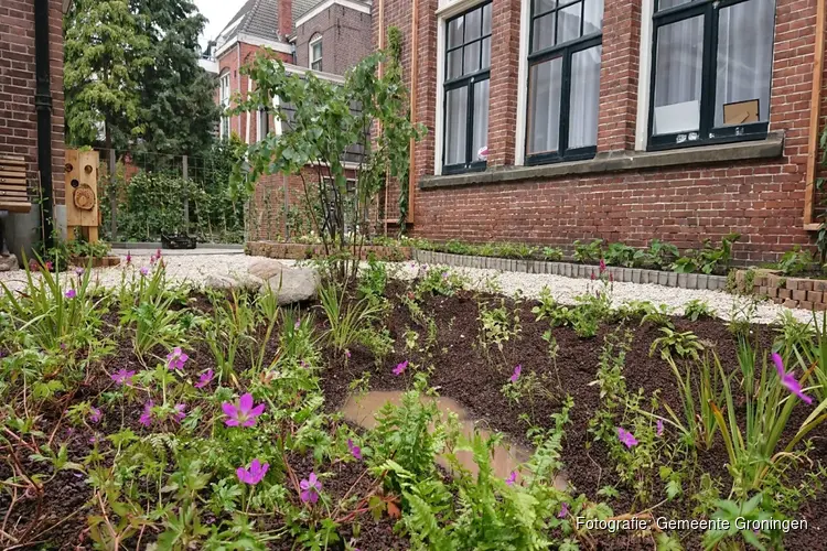 Binnentuin Radesingel: van stenen binnenplaats naar groene oase