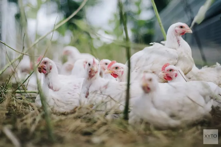 Vogelgriep vastgesteld bij pluimveebedrijf in Lutjegast