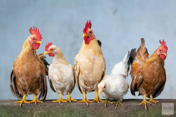 Vogelgriep vastgesteld op pluimveebedrijf in Losdorp