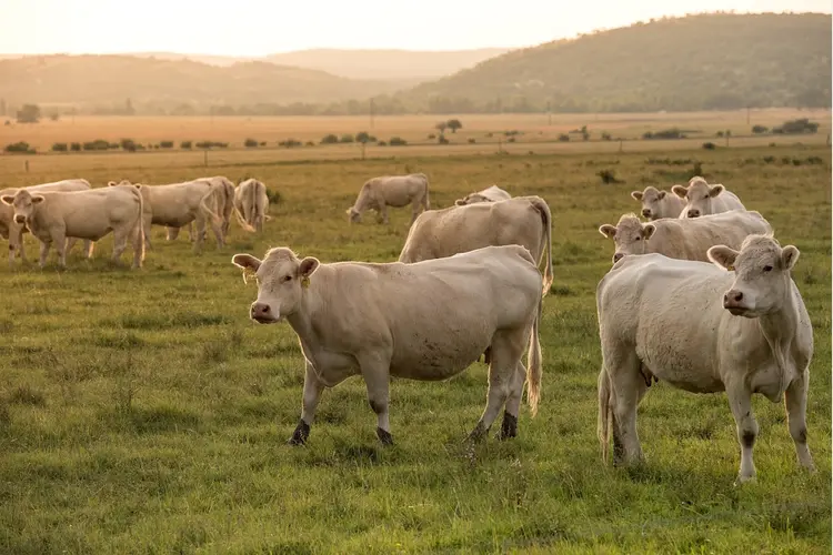 Groengas uit mest: hoe boeren bijdragen aan een duurzame toekomst